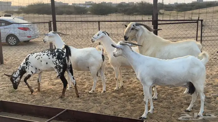 غنم بيشيات فواخر 0