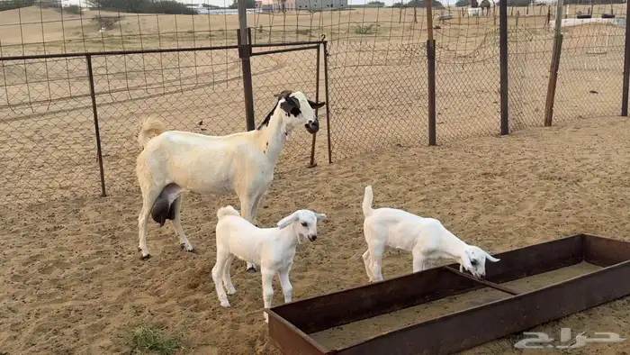 عنز بيشيه فاخرة 0