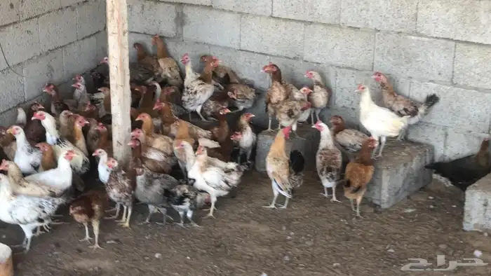 الريان خبت سعيد 0