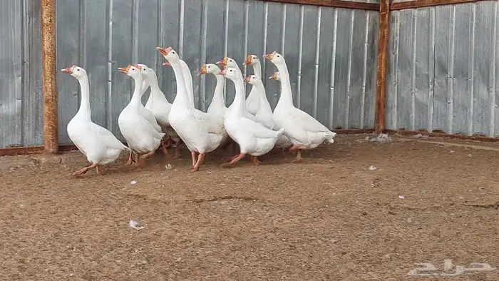 وز بلغاري نوادر 2