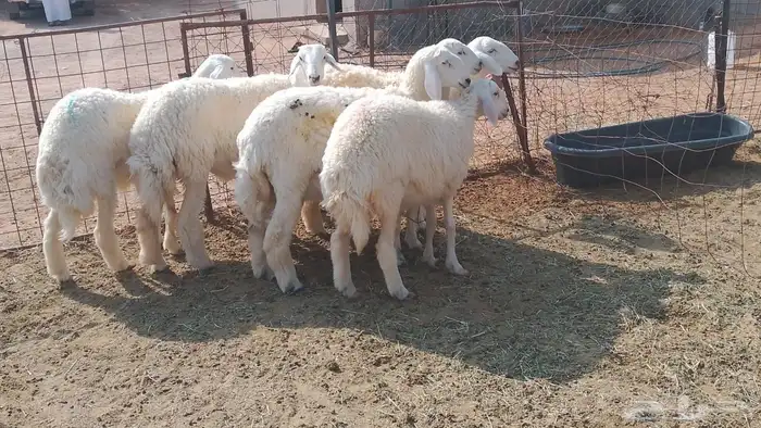 6 جذعات طيبات مراح محصنات 4