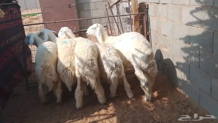 6 جذعات طيبات مراح محصنات 2