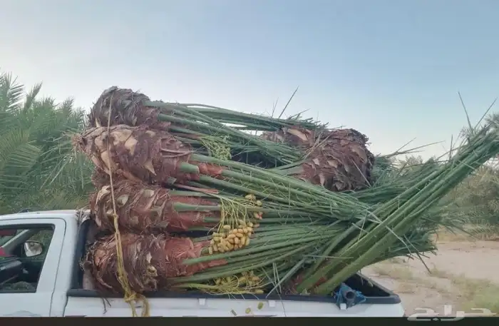 نخل للبيع القصيم 0