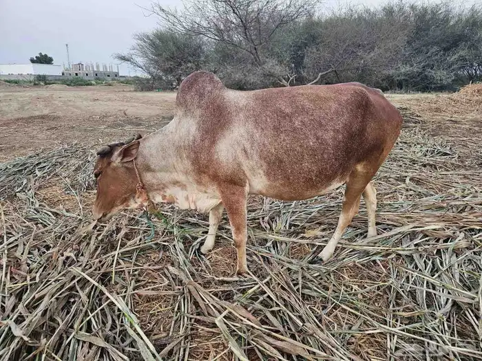 ثنتين بقر وحده قروب ووحده منتوج 2