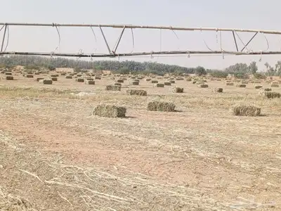 دخن صافي بروتين عالي شد 90 index