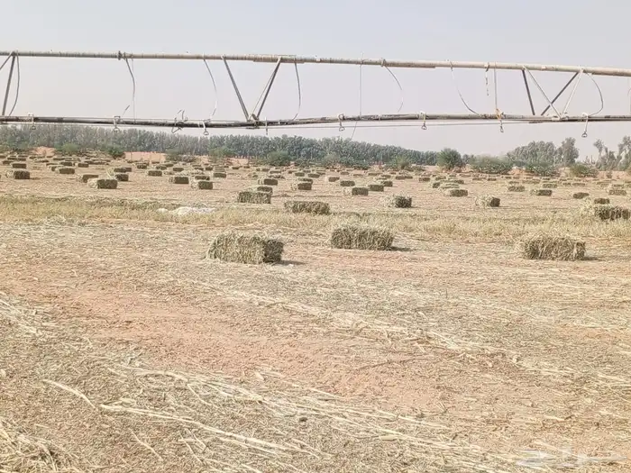 دخن صافي بروتين عالي شد 90 5