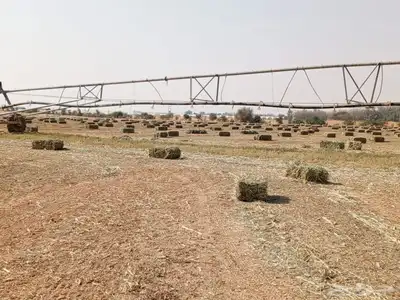 دخن صافي بروتين عالي شد 90 index