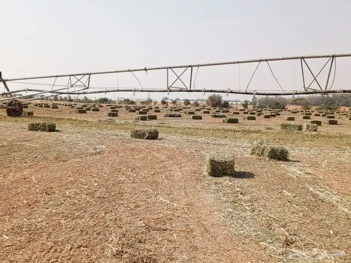 دخن صافي بروتين عالي شد 90 7