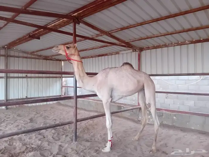 للبيع بكره طيبه 1