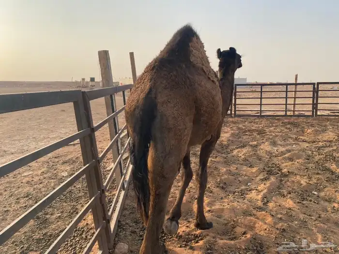 بكره عمرها 10 شهور 2