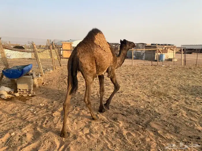 بكره عمرها 10 شهور 0