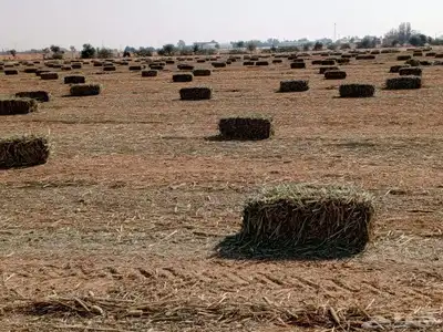 دخن صافي بروتين عالي شد 90 index