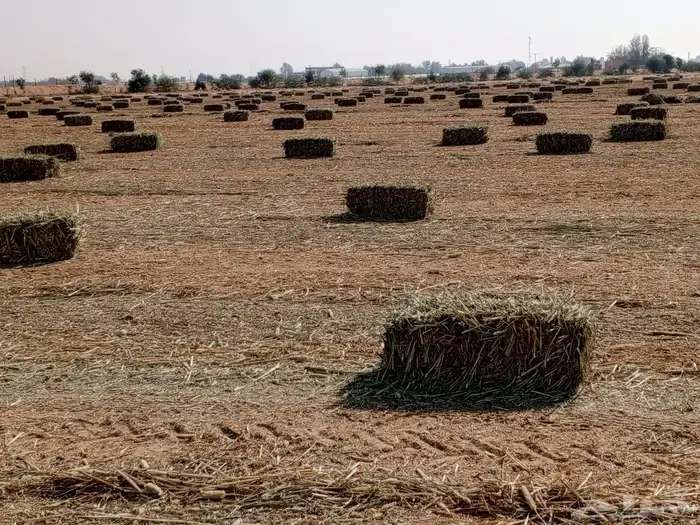 دخن صافي بروتين عالي شد 90 2