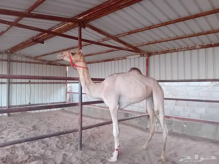 للبيع بكره طيبه 3