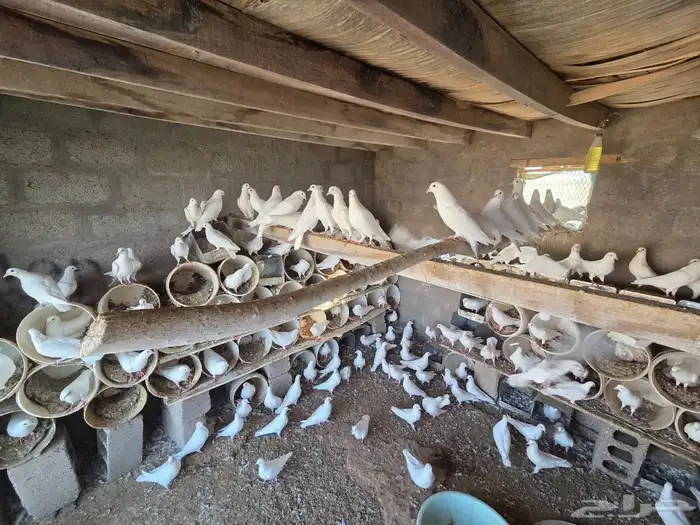 حمام فرنسي سوبرجامبو نظيف 2