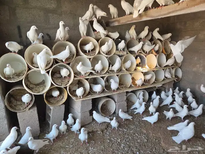 حمام فرنسي سوبرجامبو نظيف 1