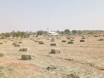 دخن صافي بروتين عالي شد 90 index