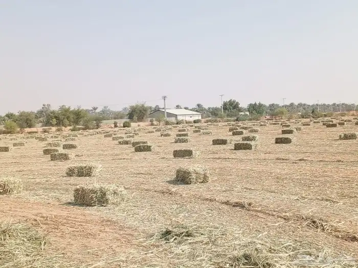 دخن صافي بروتين عالي شد 90 0