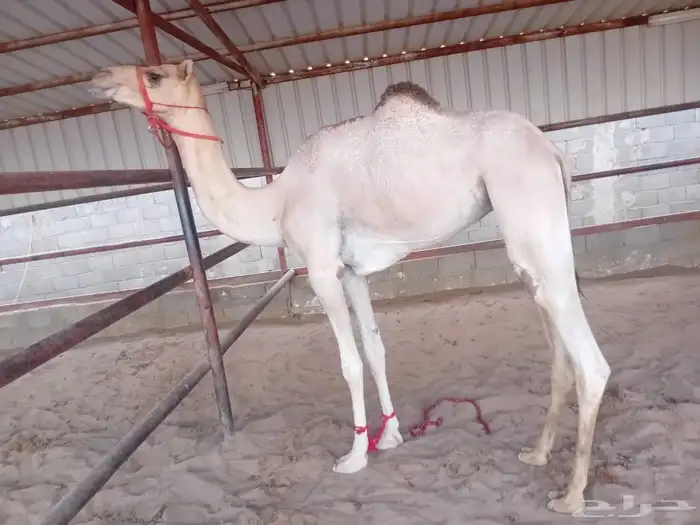 للبيع بكره طيبه 2