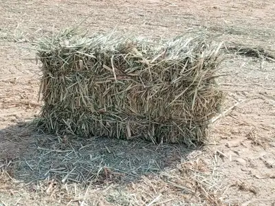 دخن صافي بروتين عالي شد 90 index