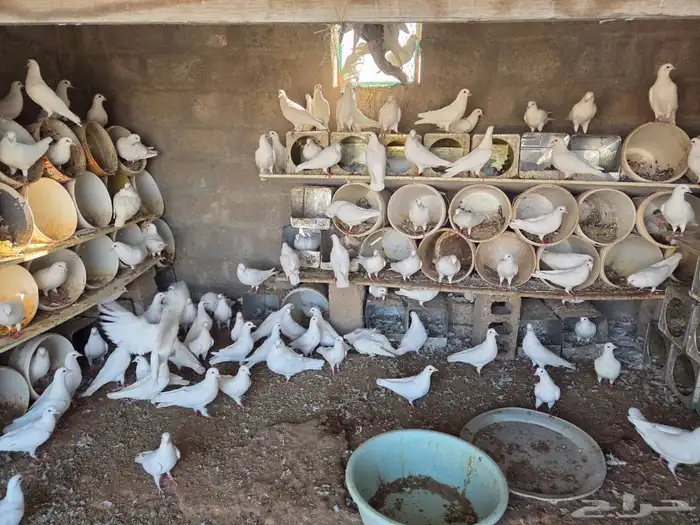 حمام فرنسي سوبرجامبو نظيف 0