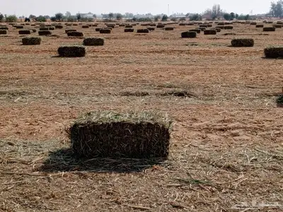 دخن صافي بروتين عالي شد 90 index