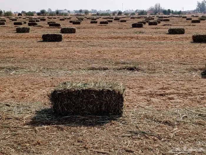 دخن صافي بروتين عالي شد 90 4