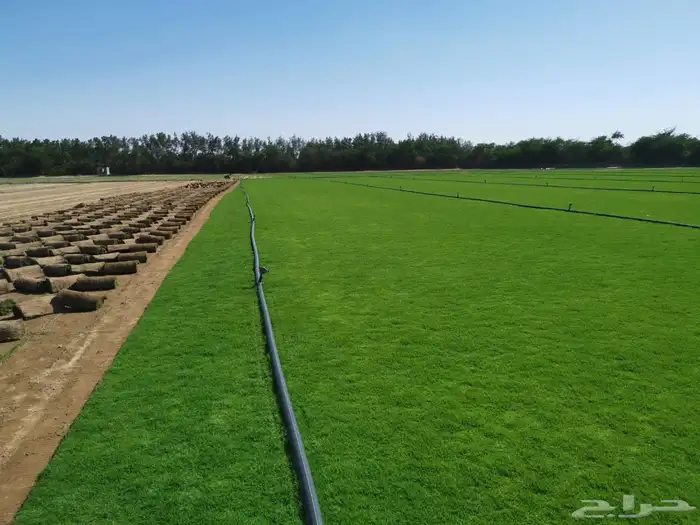 نجيله طبيعي ثيل طبيعي 22