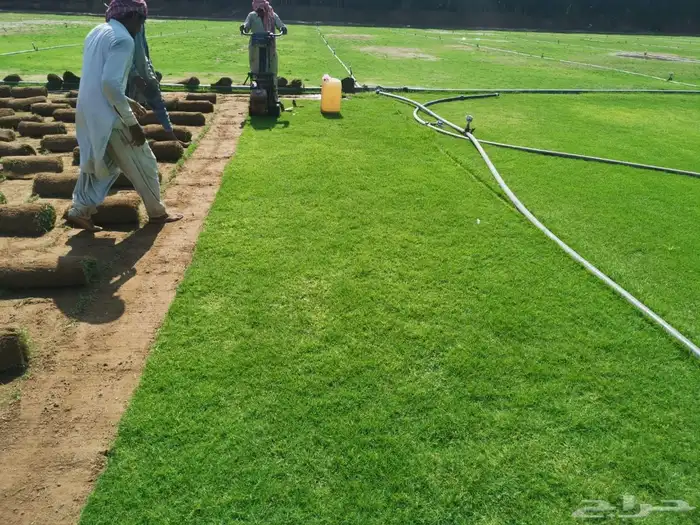 نجيله طبيعي ثيل طبيعي 18