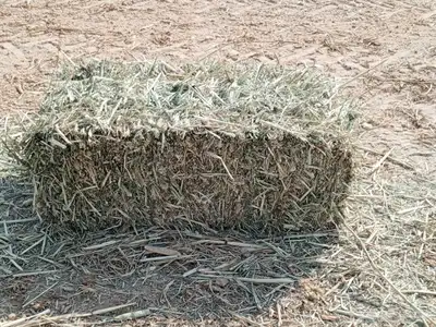 دخن صافي بروتين عالي شد 90 index