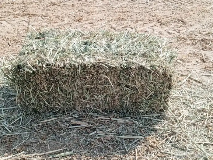 دخن صافي بروتين عالي شد 90 6