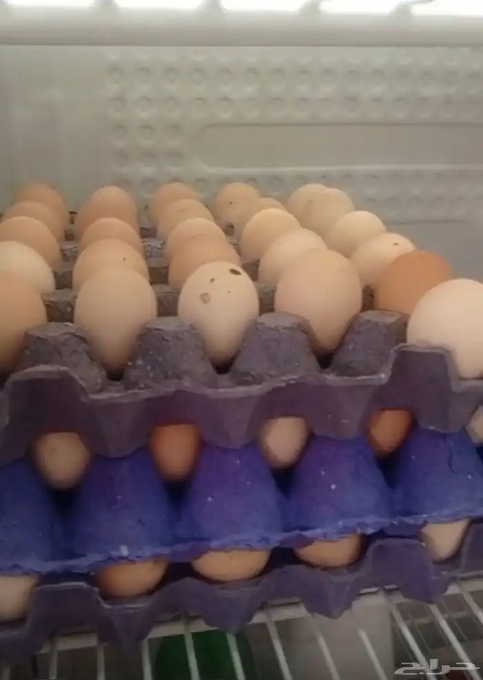 بيض دجاج فرنسي احمر كلومبي بيور ضخم 9