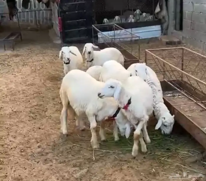 7 طليان حري العمر 5 اشهر 0