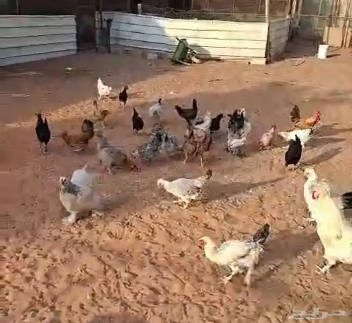 دجاج بياض مشكل 0