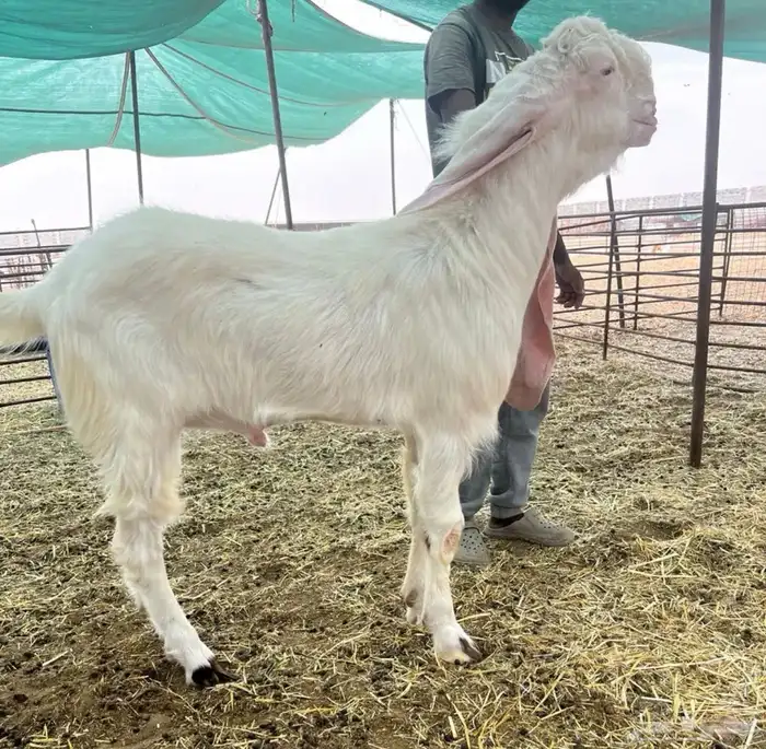 فحل حجازي (هولندي) ابيض ابرص منتج وانتاجه خصم 1