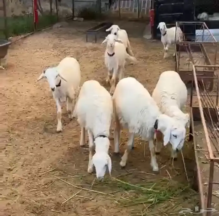 7 طليان حري العمر 5 اشهر 3