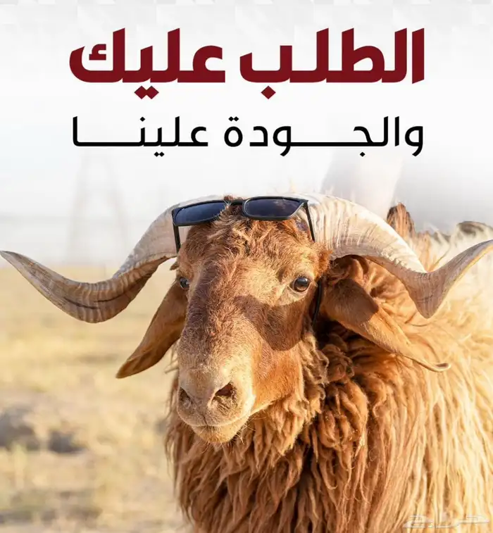 ساهم في بيع الاغنام معنا والارباح تقسم بالتساوي 0