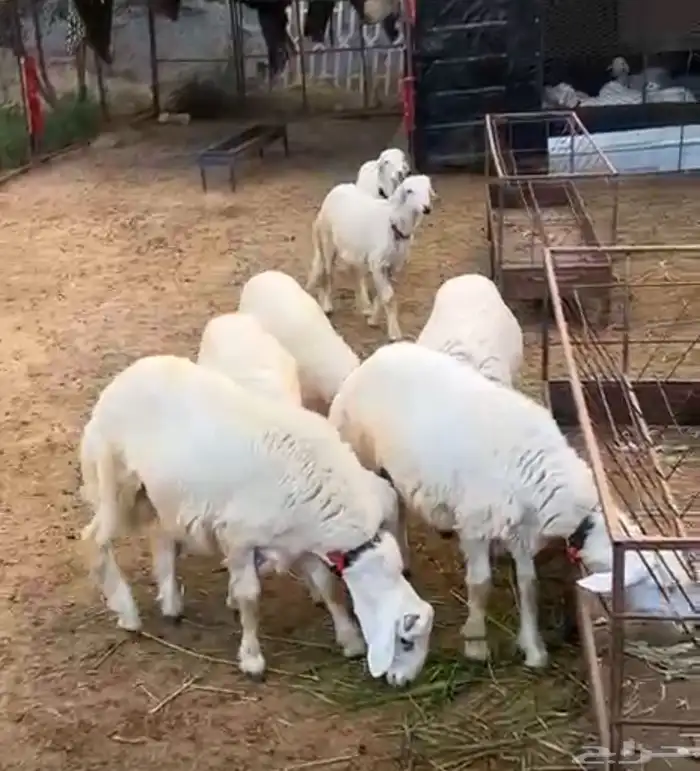 7 طليان حري العمر 5 اشهر 2