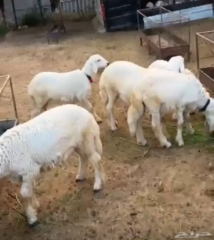 7 طليان حري العمر 5 اشهر 1