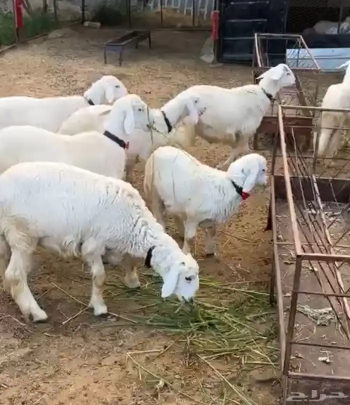 7 طليان حري العمر 5 اشهر 4