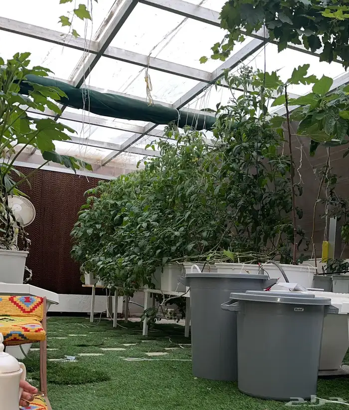 زراعة مائية 1