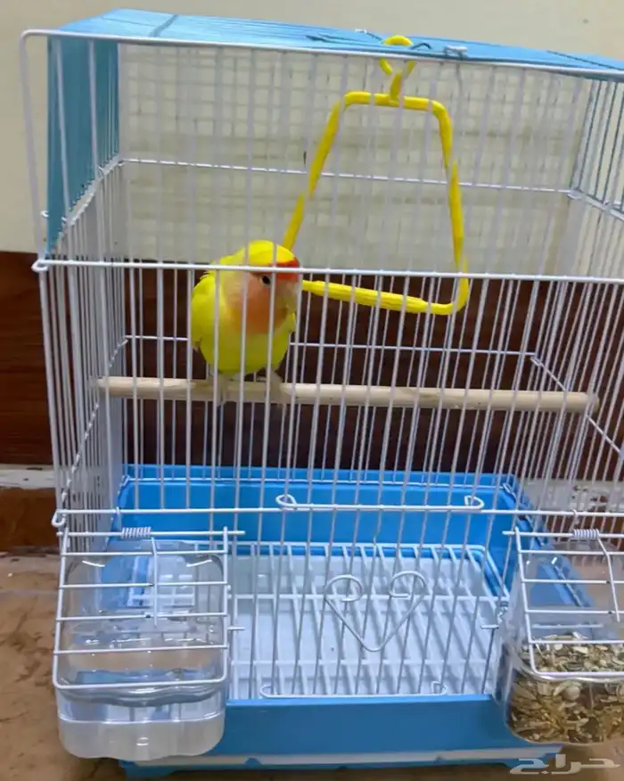 روز للبيع غير أليف بصحه جيده لعوب 0