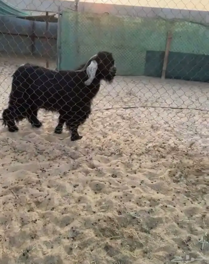 للبيع فحل عارضي كفوو 0