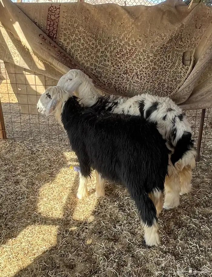 رخال للبيع 1