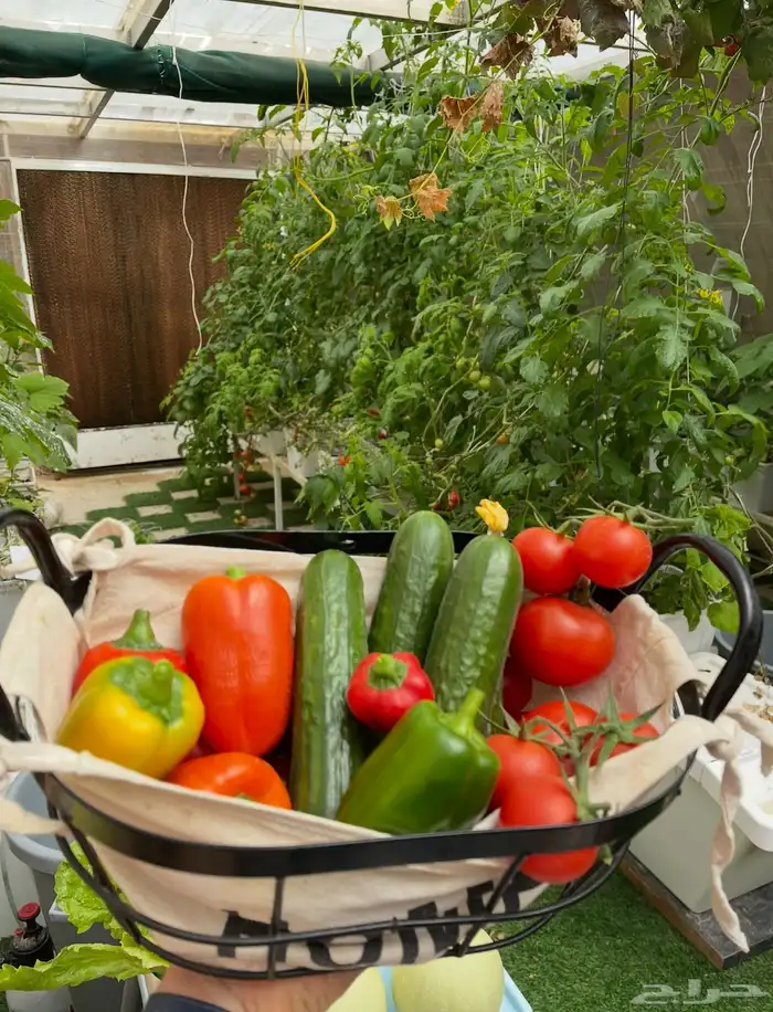 زراعة مائية 2