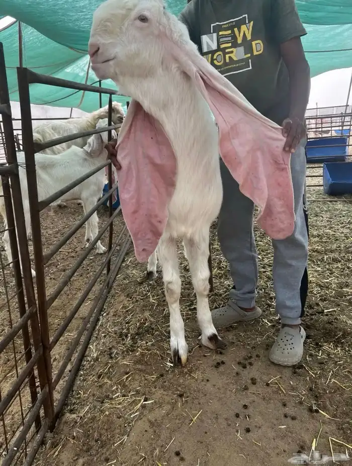 فحل حجازي (هولندي) ابيض ابرص منتج وانتاجه خصم 0