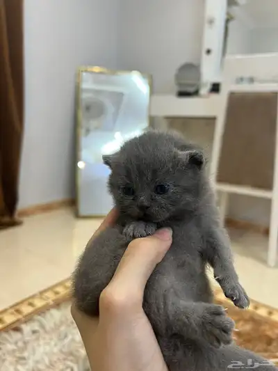 قطة سكوتش فولد index