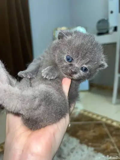 قطة سكوتش فولد index