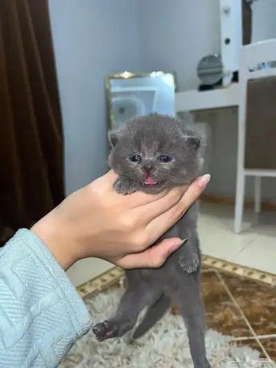 قطة سكوتش فولد index