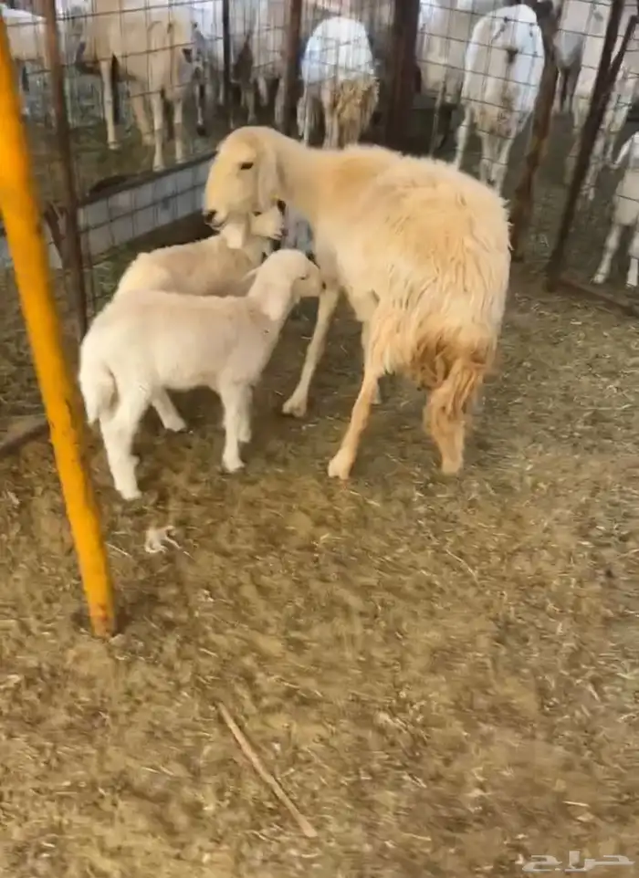 للبيع خلفه حريه تحته رخل و طلي 2